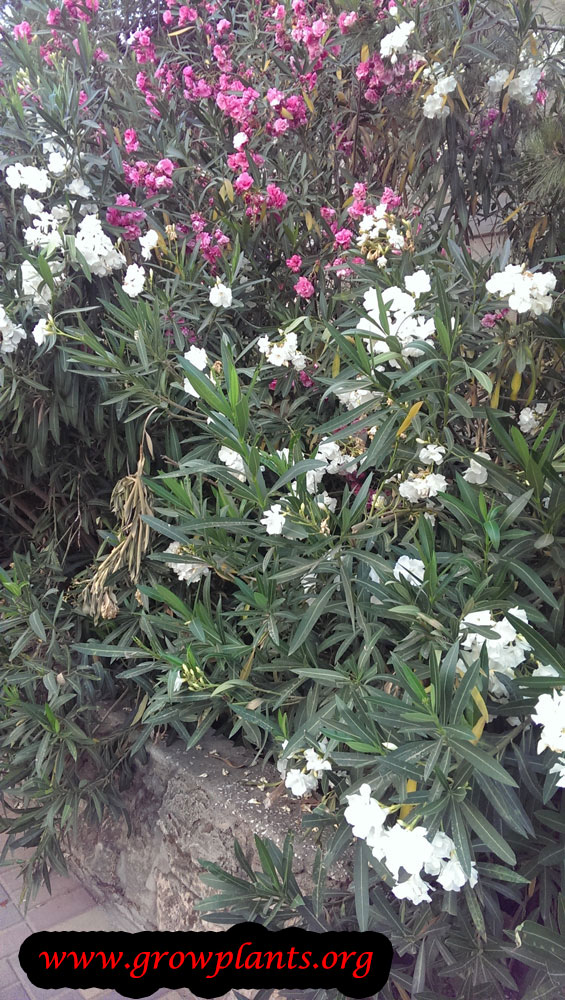 Nerium oleander plant care