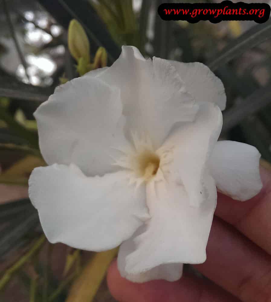 Nerium oleander white flower