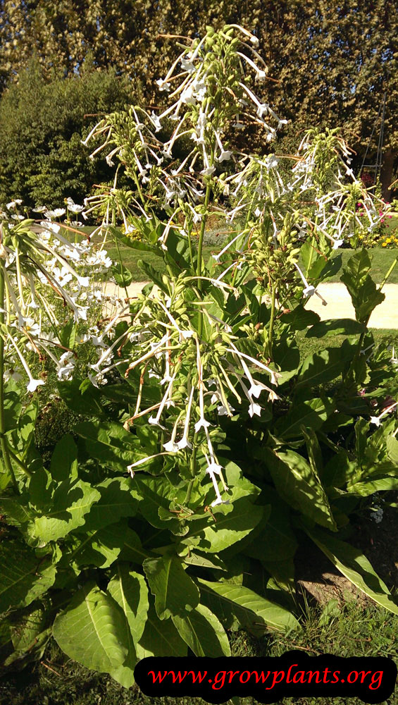Growing Nicotiana sylvestris