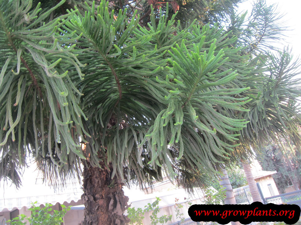 Norfolk island pine plant care