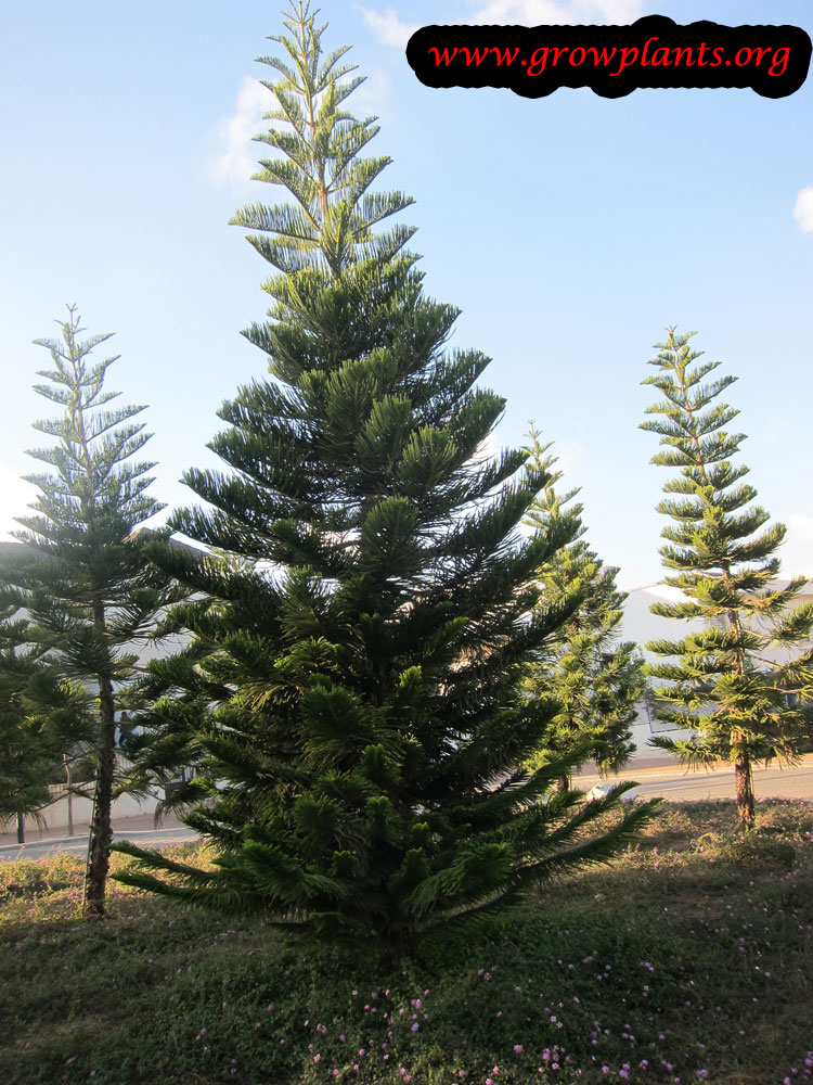 Norfolk island pine tree