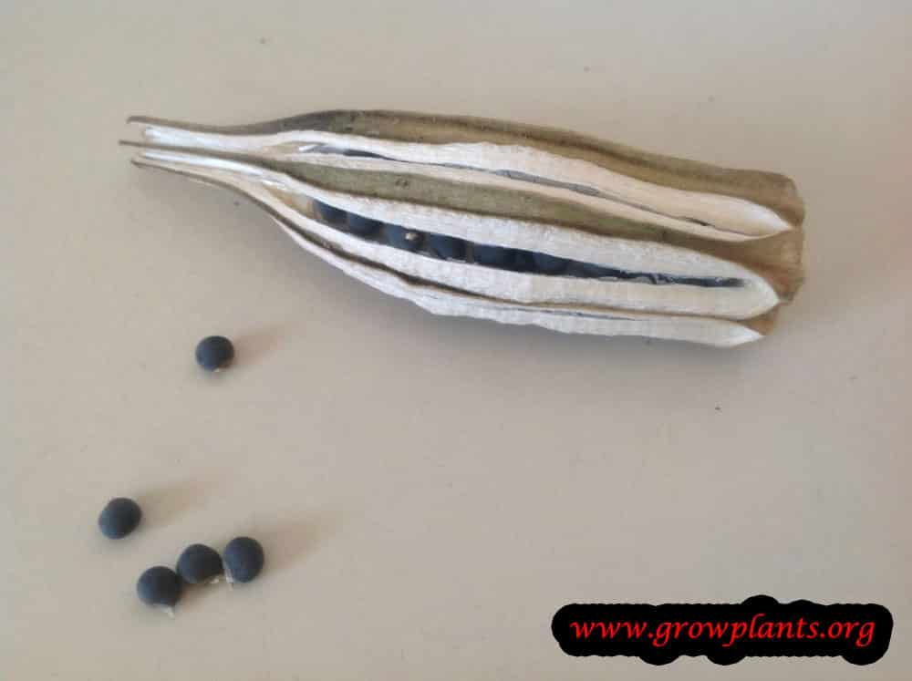 Okra seeds