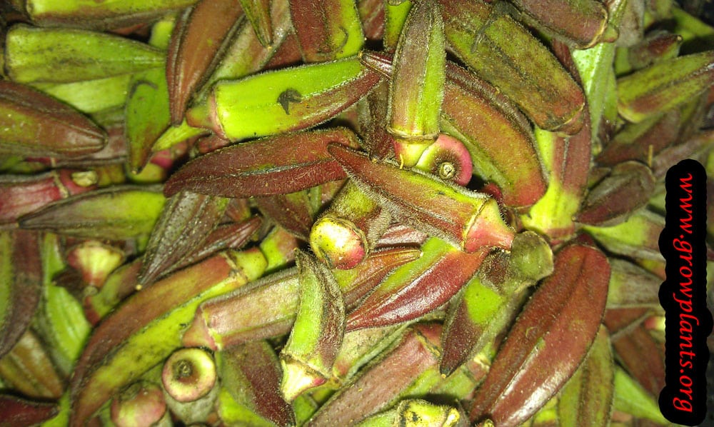 Harvesting Okra fruit