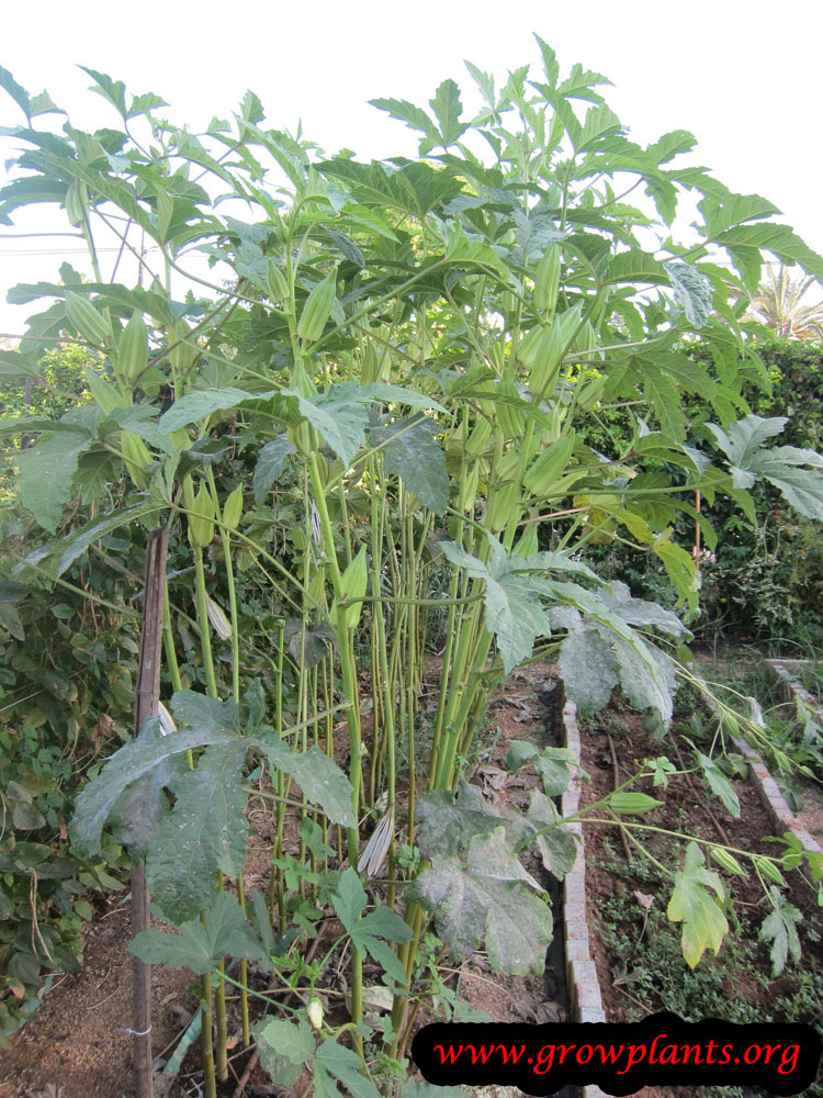 Okra plant care
