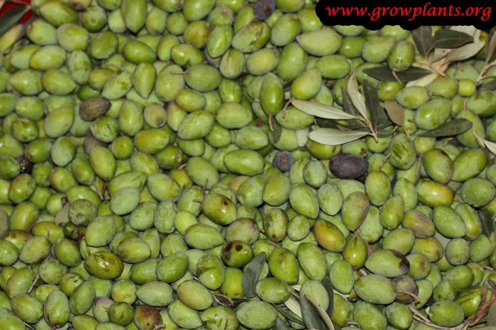 Harvesting Olive tree fruit