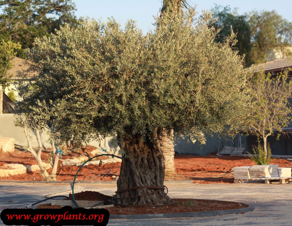 Growing Olive tree