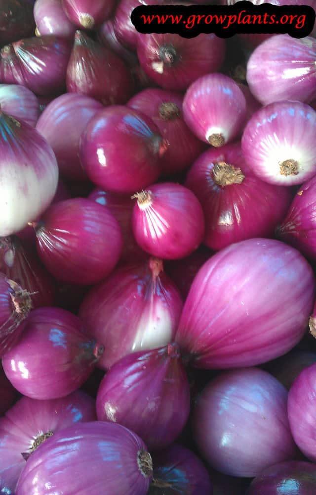 Harvest Onion plant