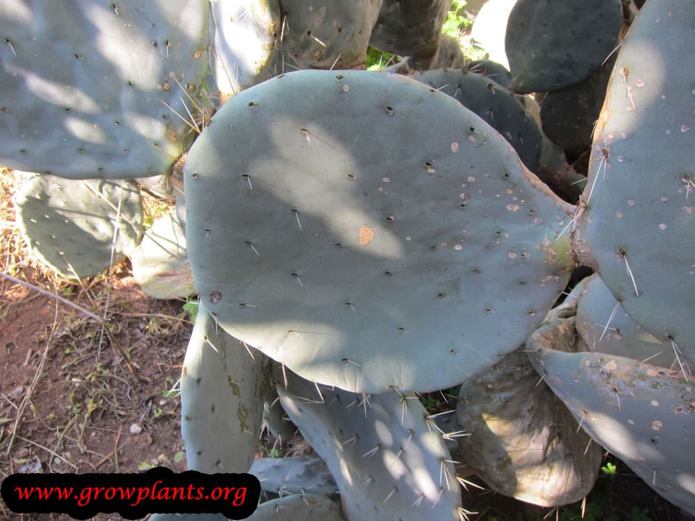 Opuntia robusta cactus