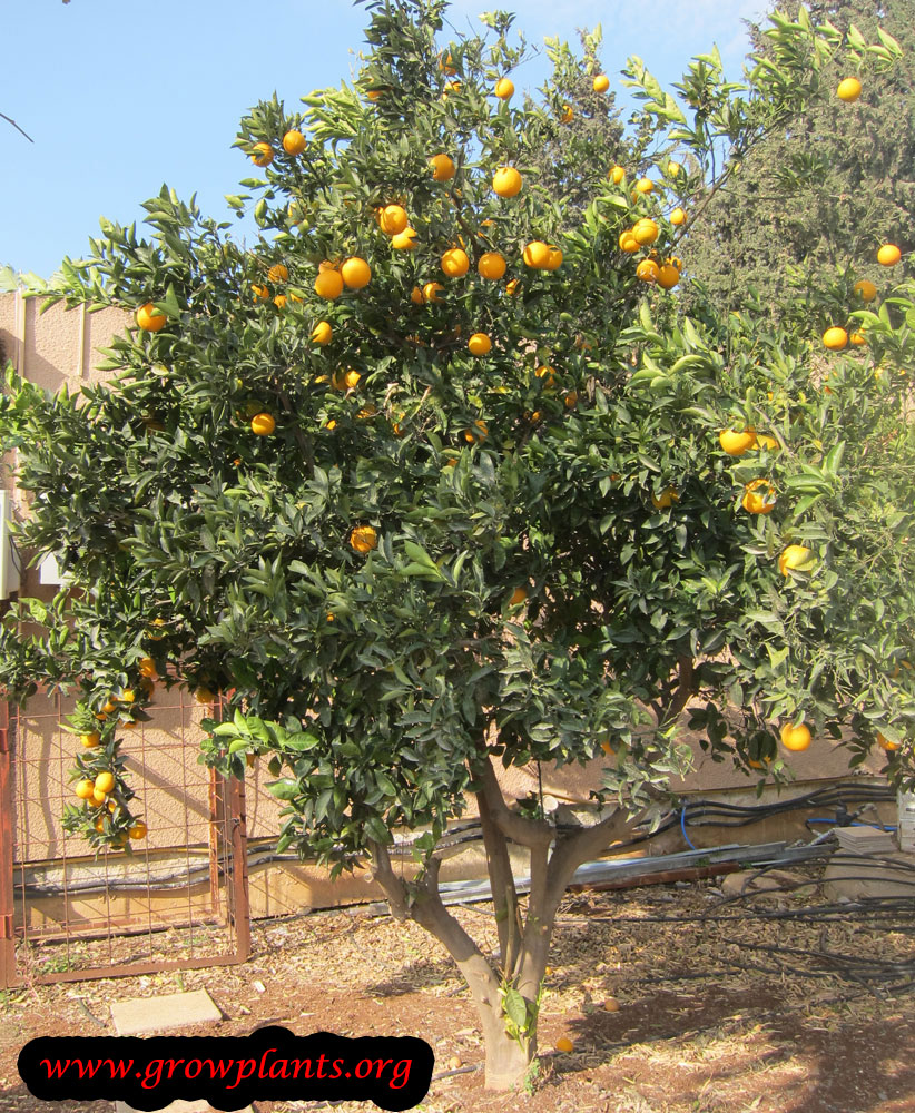 Orange tree care