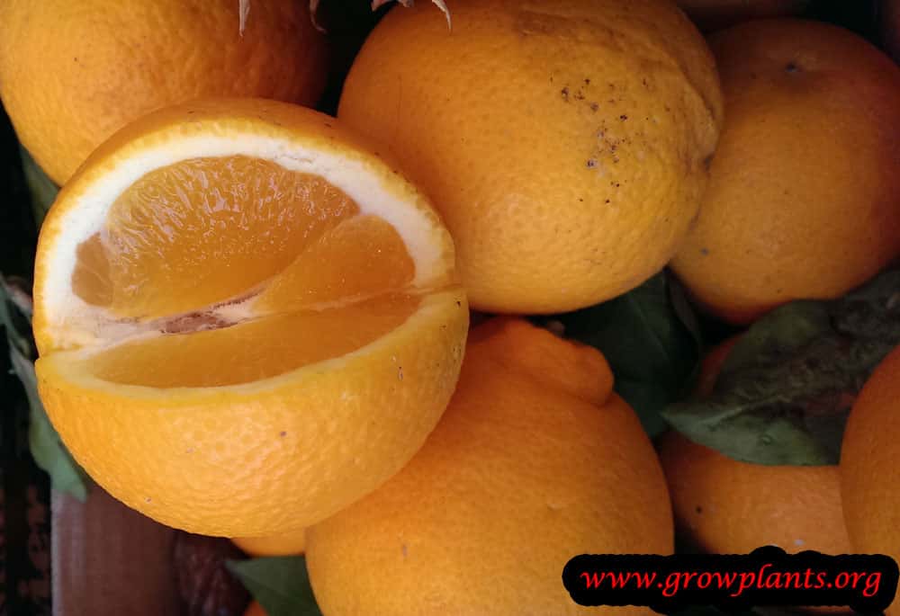 Orange tree fruits