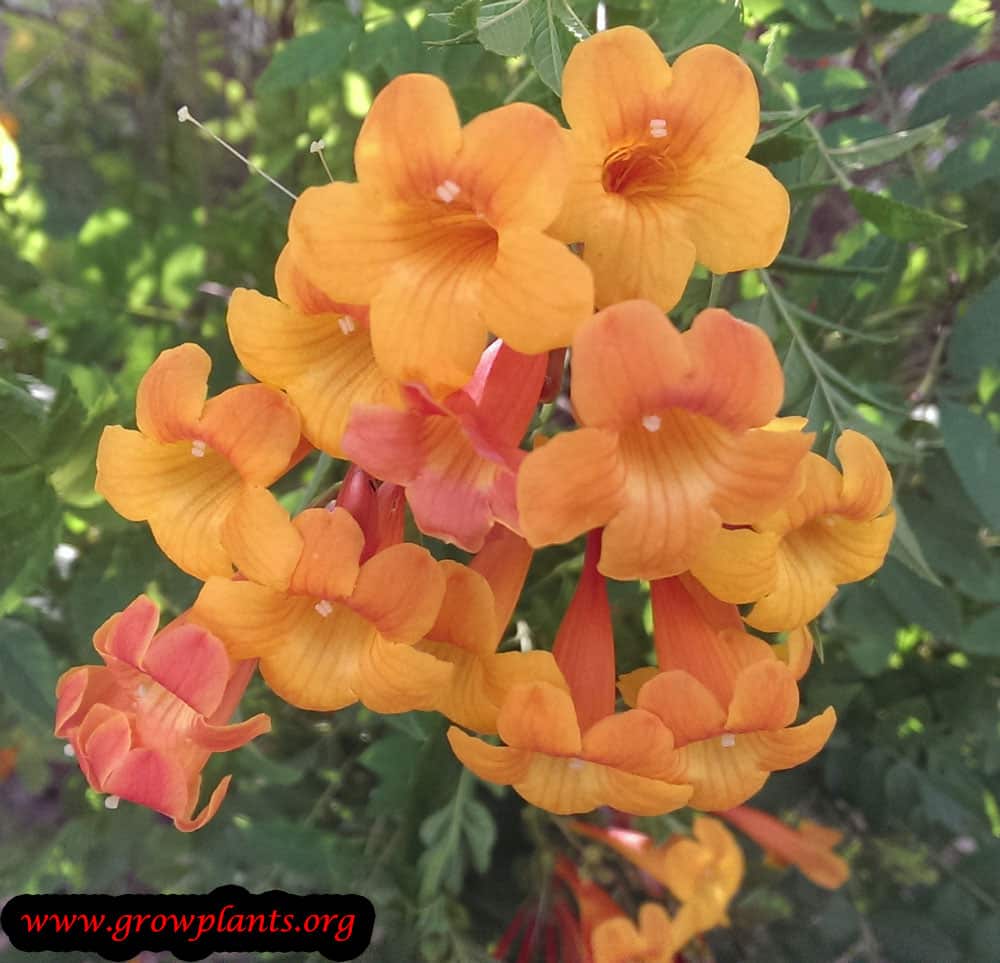 Growing Orange jubilee plant