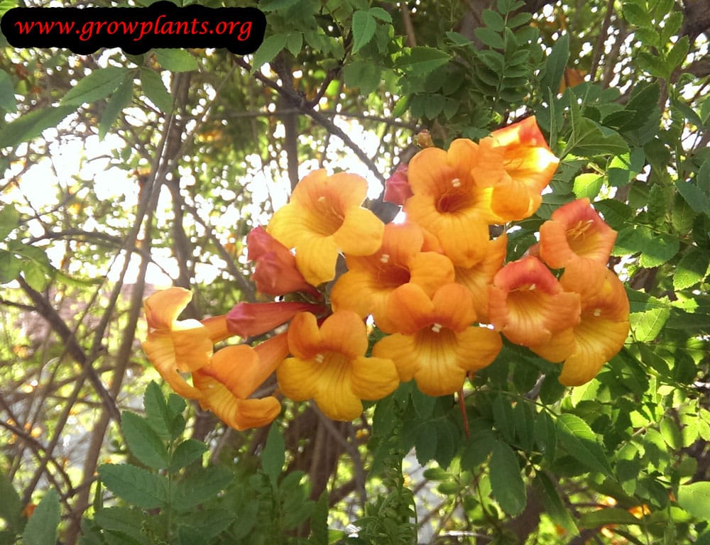 Orange jubilee plant flowers