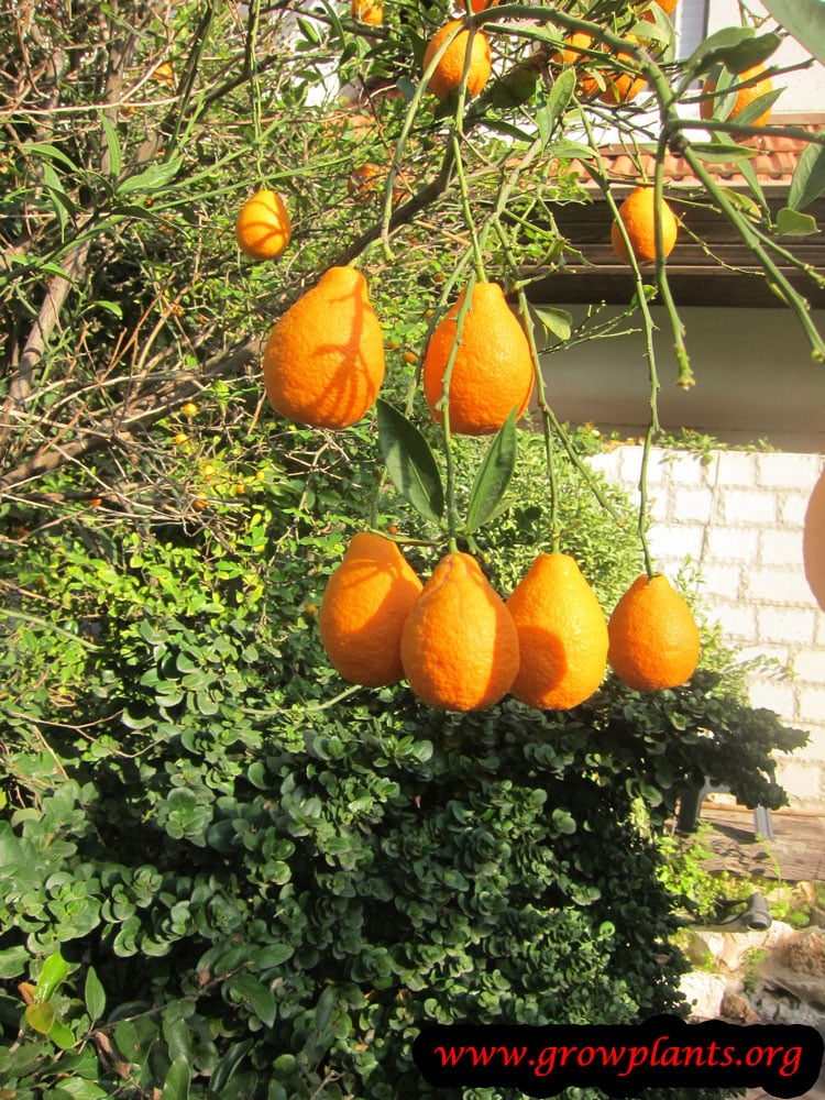 Orangequat