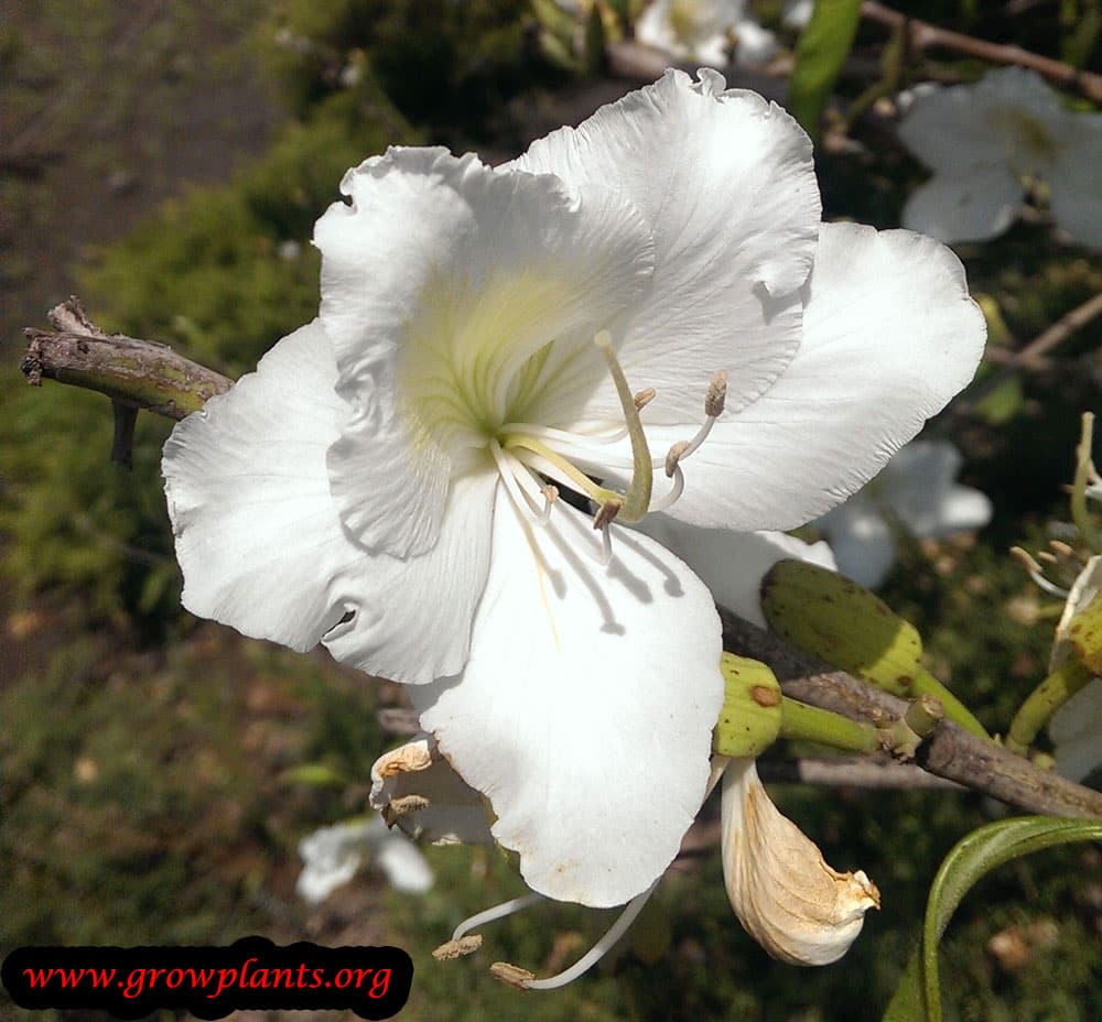Orchid tree care