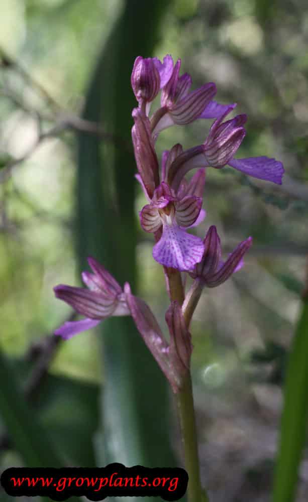 Orchis papilionacea flower