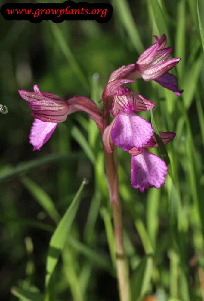Orchis papilionacea plant care