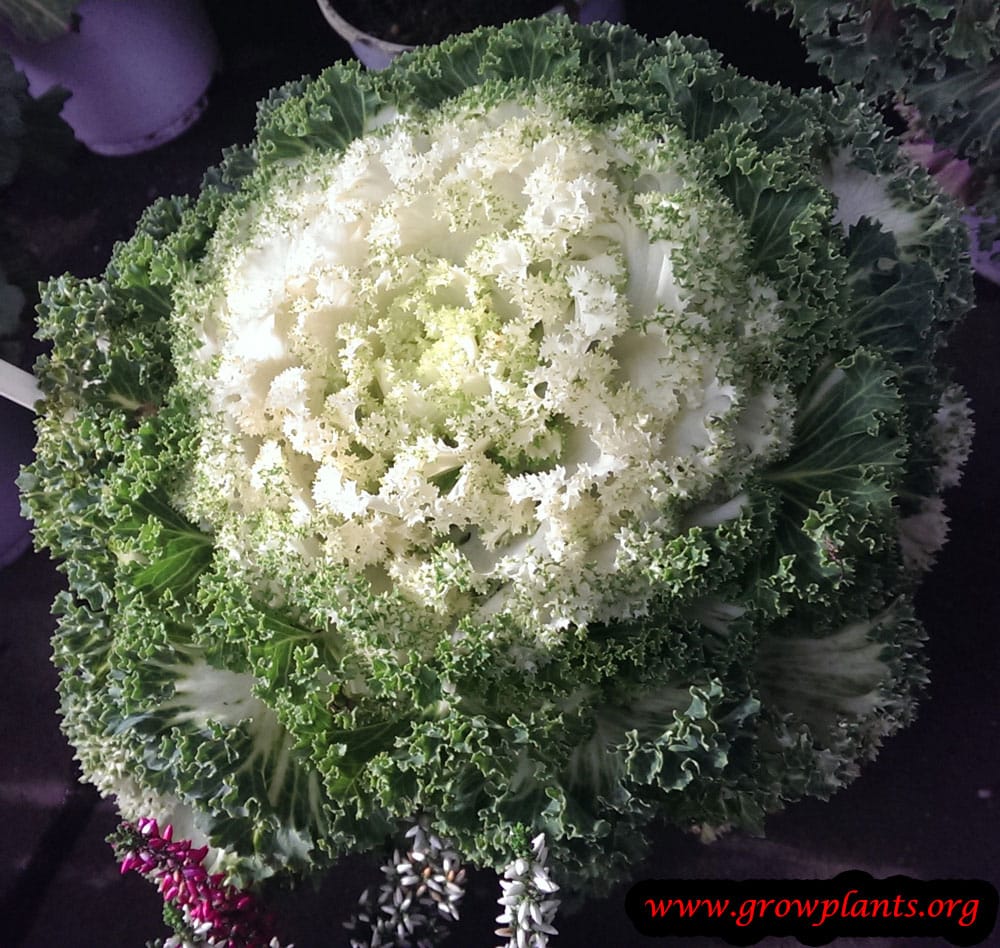 Ornamental kale white with green