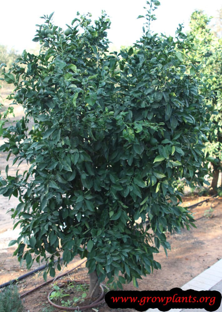 Oroblanco tree
