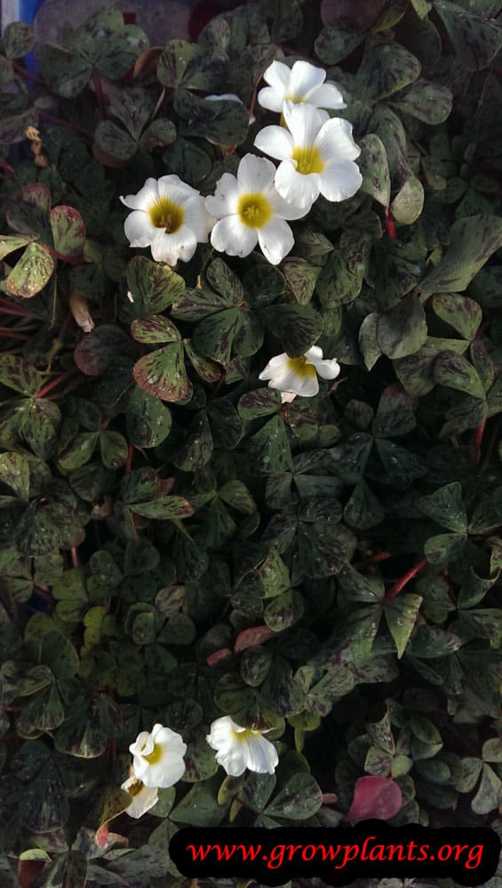 White Oxalis flowers
