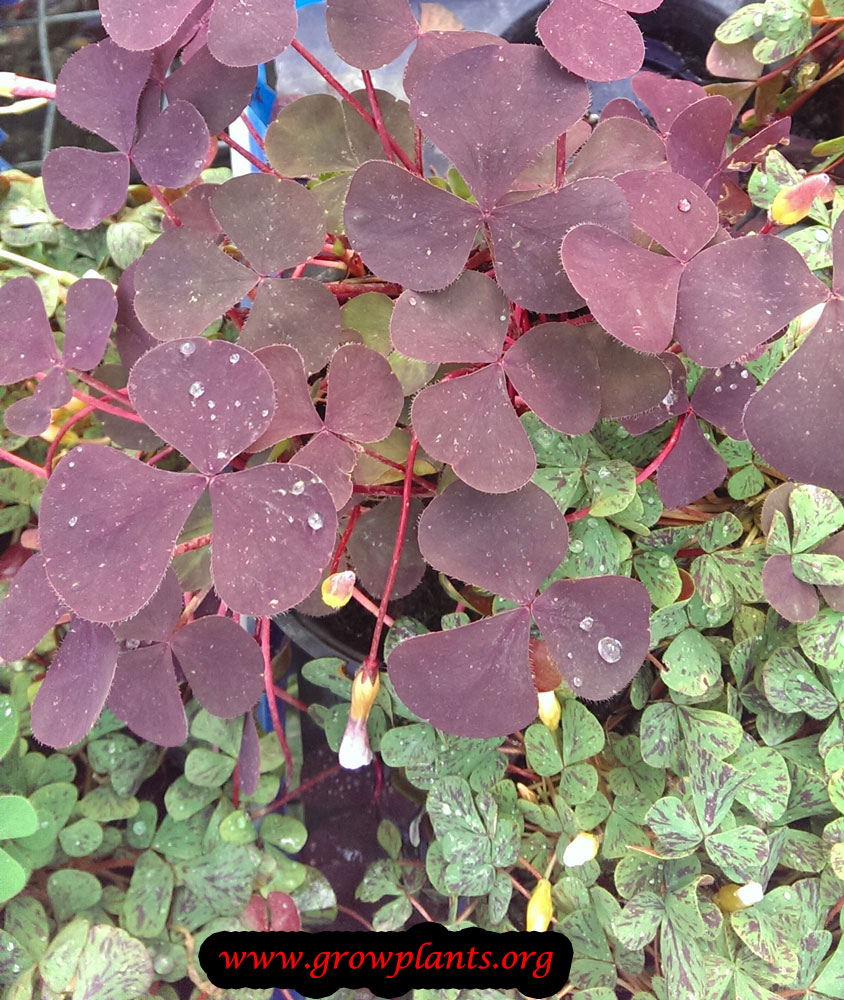 Purple Oxalis leaves