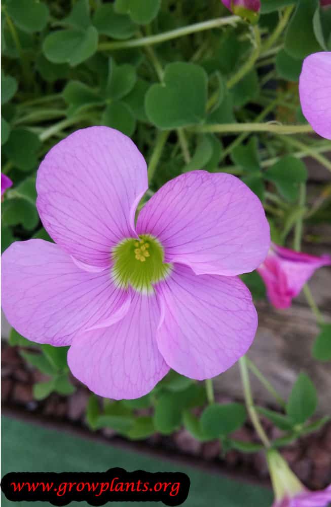 Pink Oxalis flower