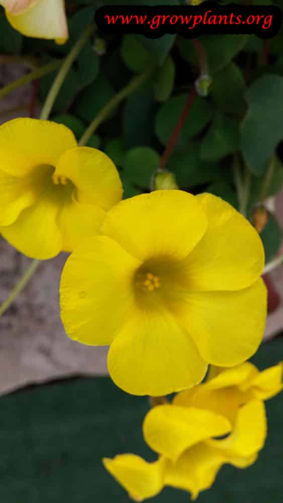 Yellow Oxalis flower