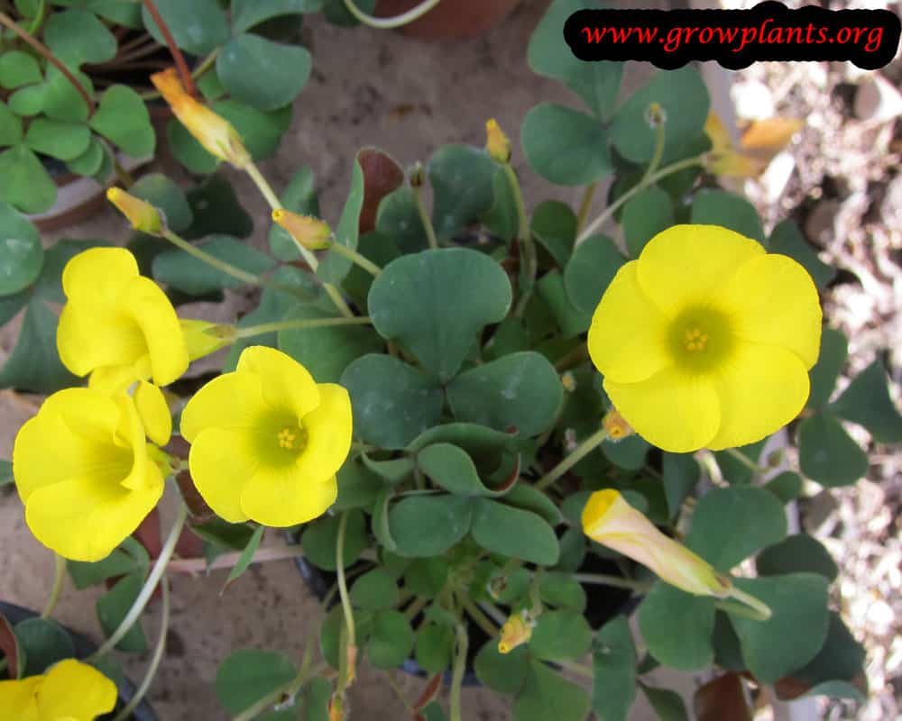 Oxalis yellow flower