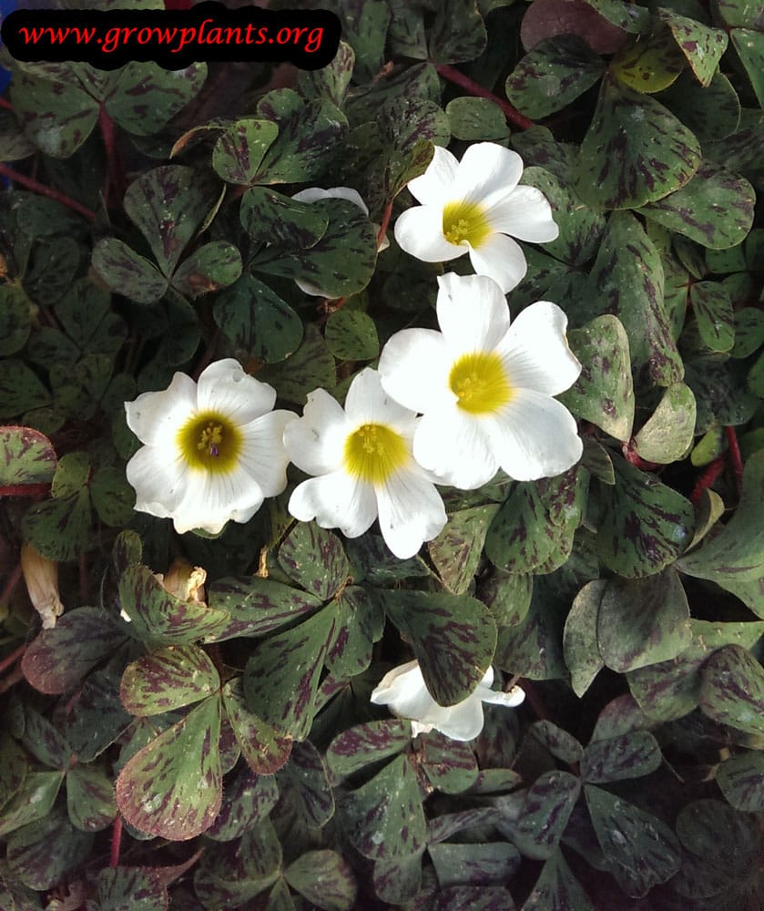 White Oxalis plant care