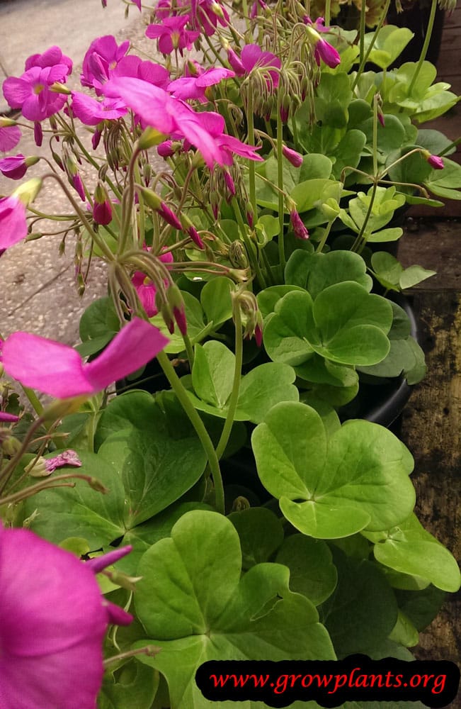 Growing Oxalis bowiei