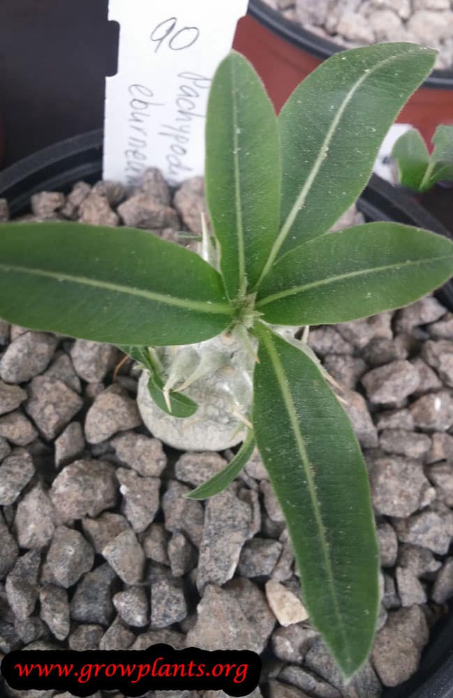 Growing Pachypodium eburneum
