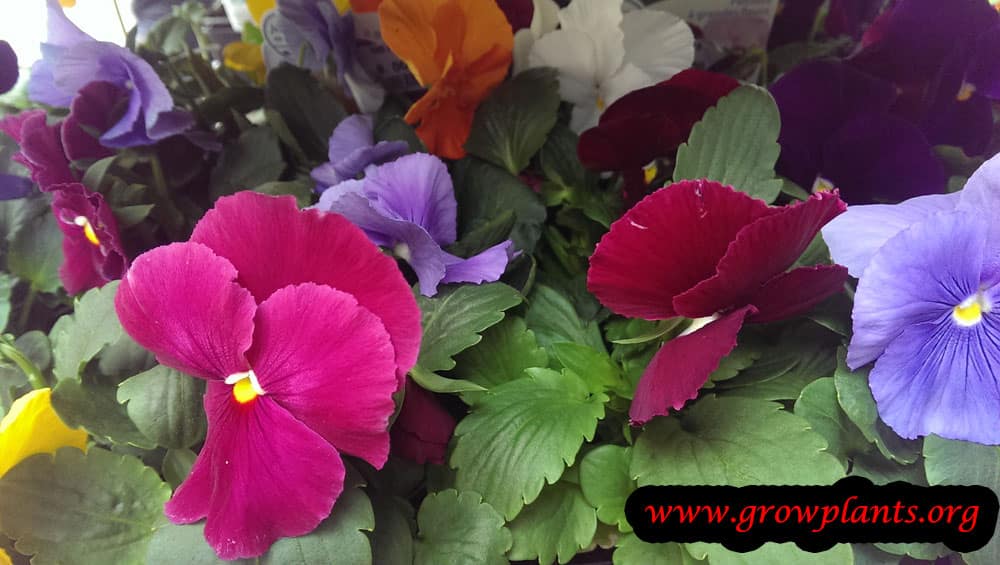 Pansy plant care