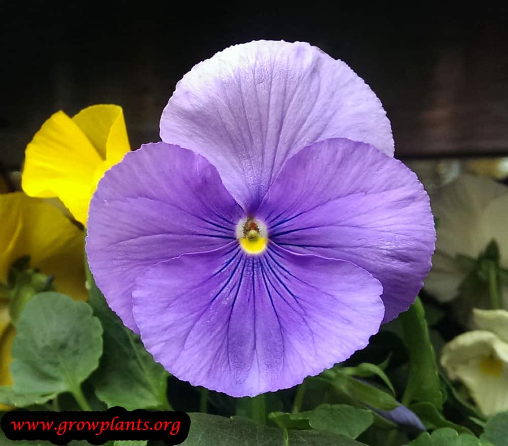 Purple Pansy flower