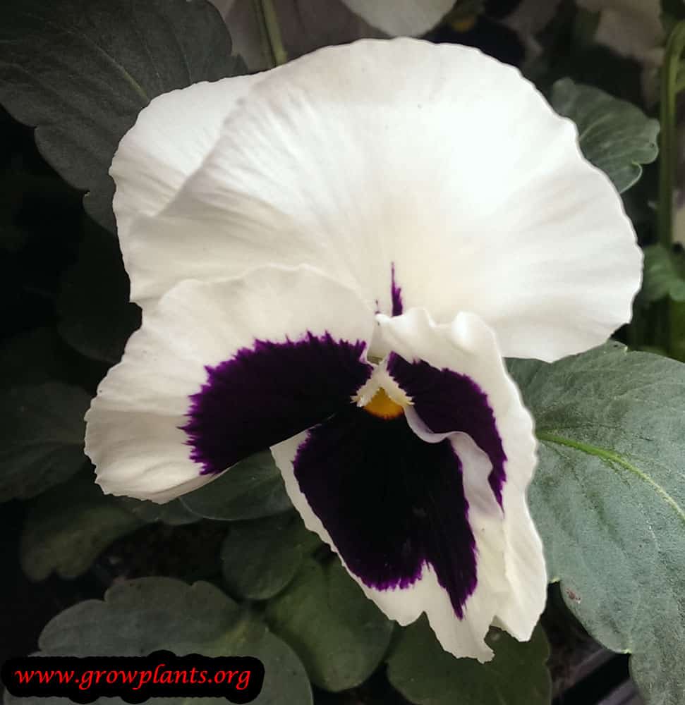 White with Purple Pansy flower