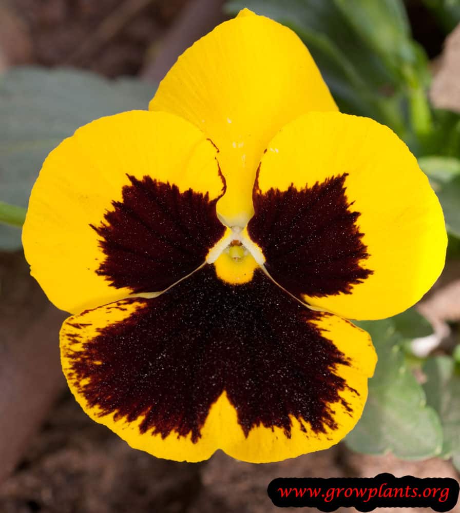 Yellow with bordeaux Pansy flower