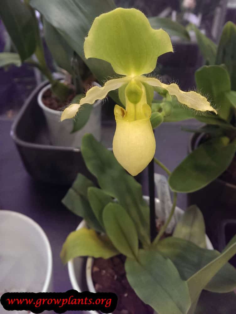 Yellow Venus slipper plant