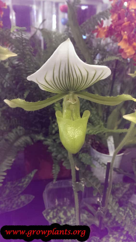 Growing Paphiopedilum orchid