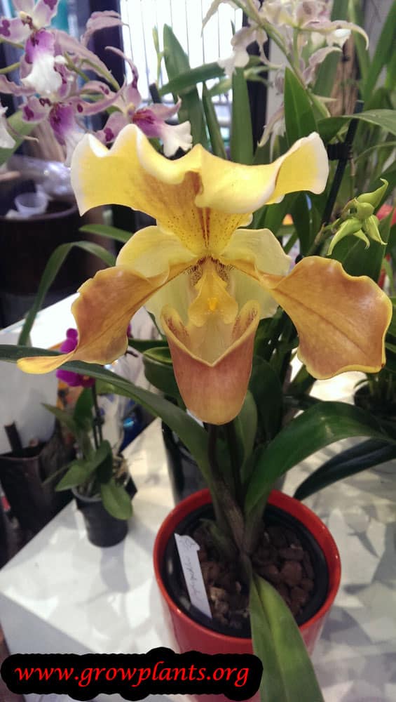 Paphiopedilum orchid yellow flower