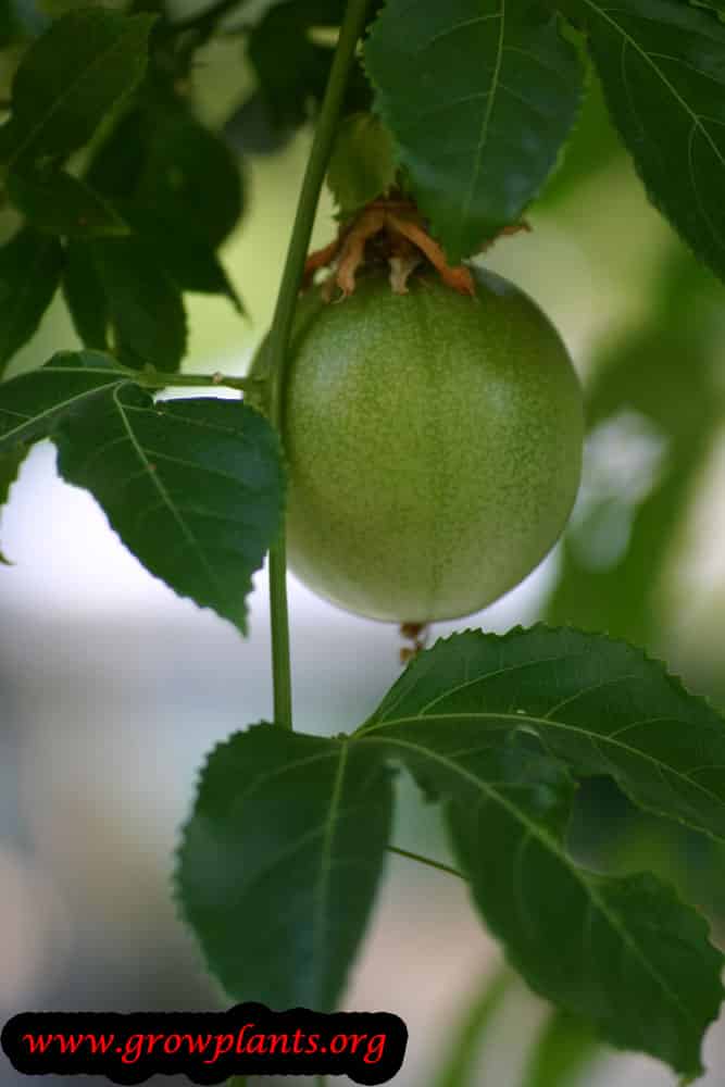 Harvesting Passion fruit