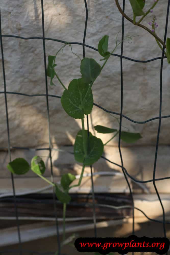 Pea plant