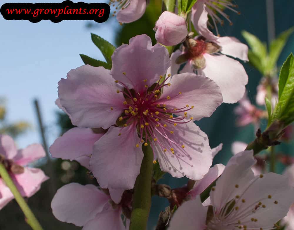 Peach tree pink flowers