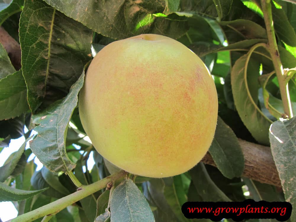 Harvest Peach tree