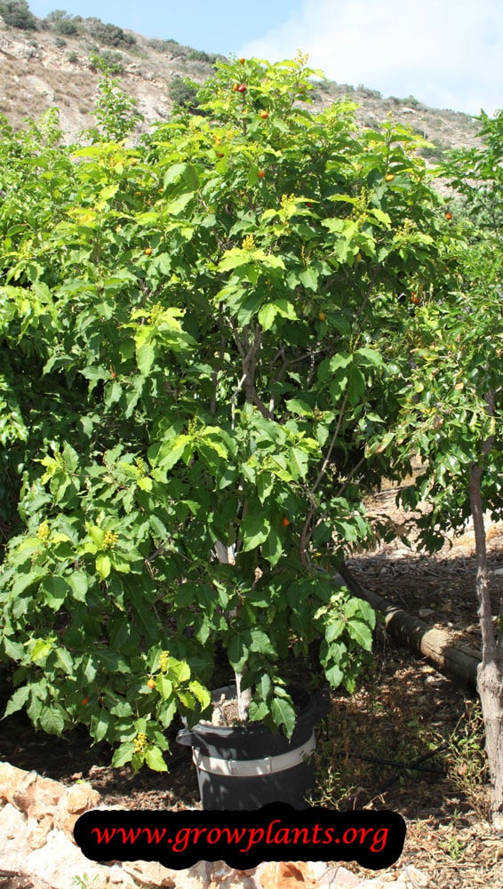 Peanut Butter Fruit tree
