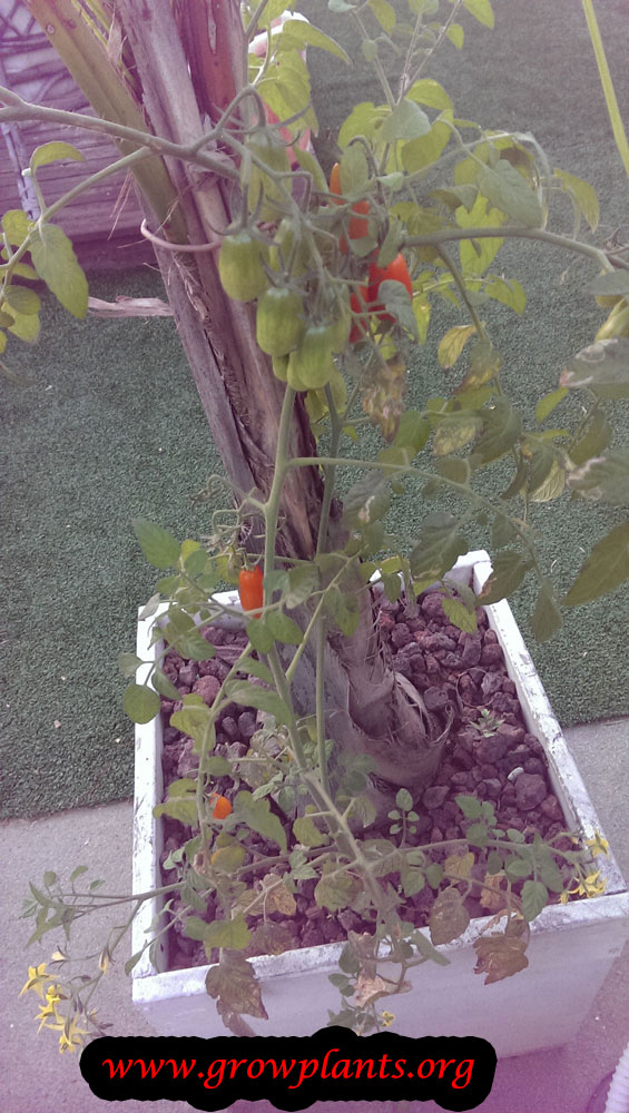 Pear tomato plant