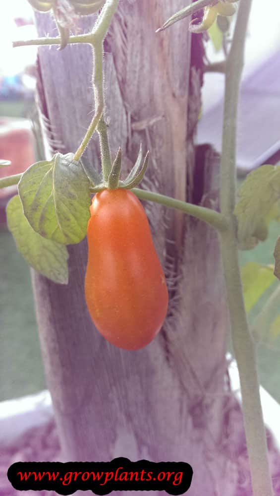 Harvest Pear tomato plant