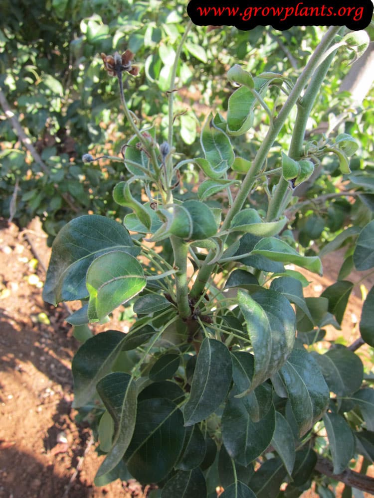 Growing Pear tree