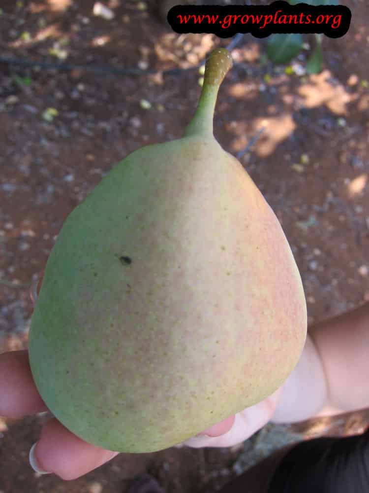 Harvest Pear tree
