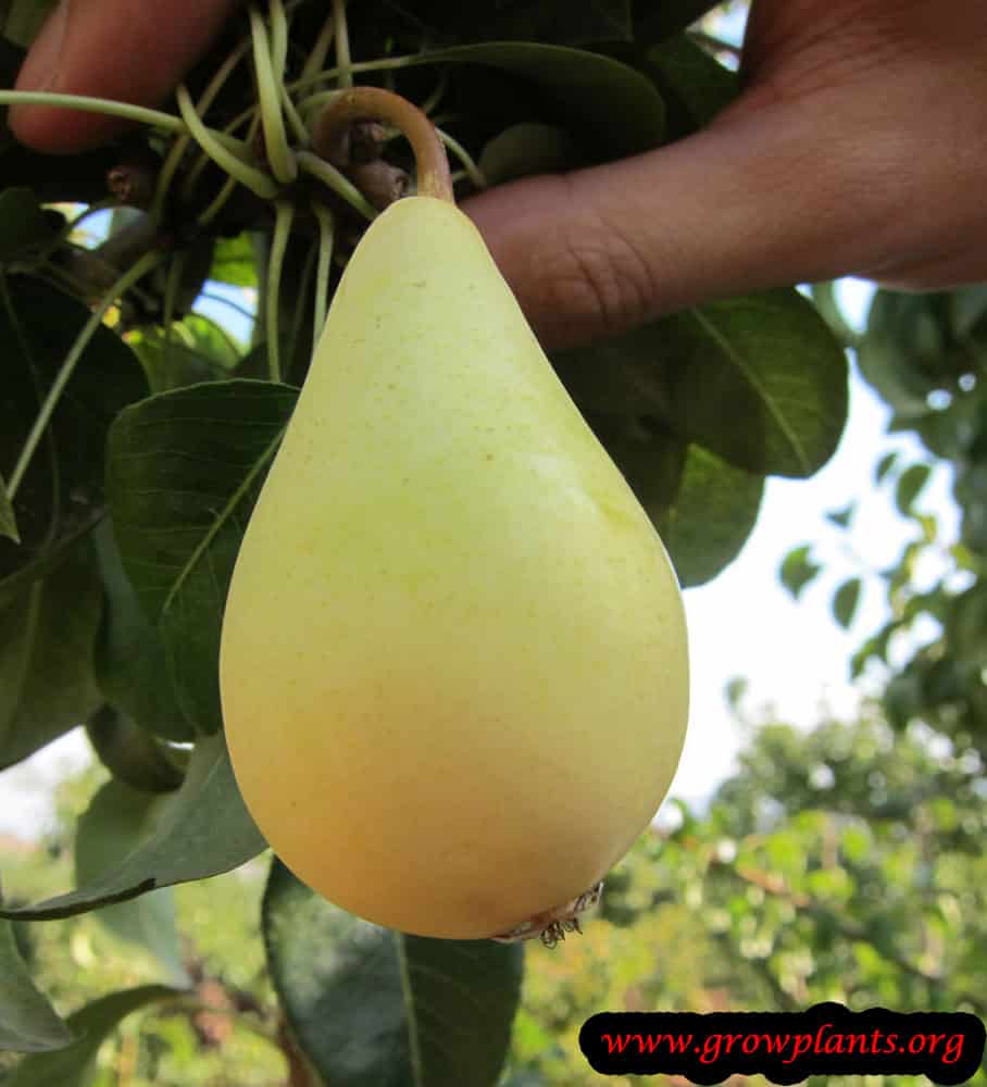 Harvest Pear fruits