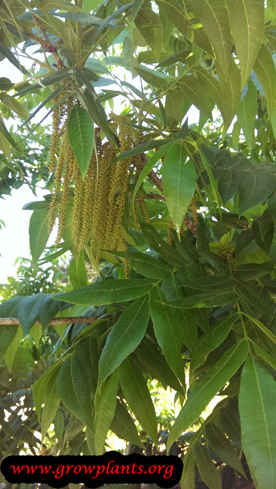flower Pecan tree