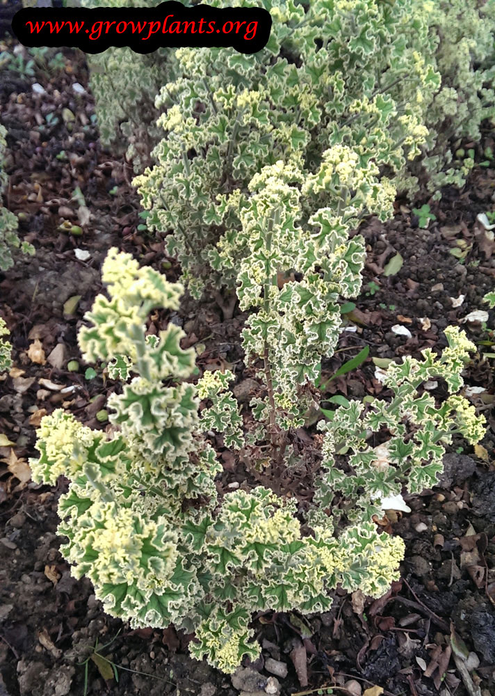 Pelargonium crispum plant care