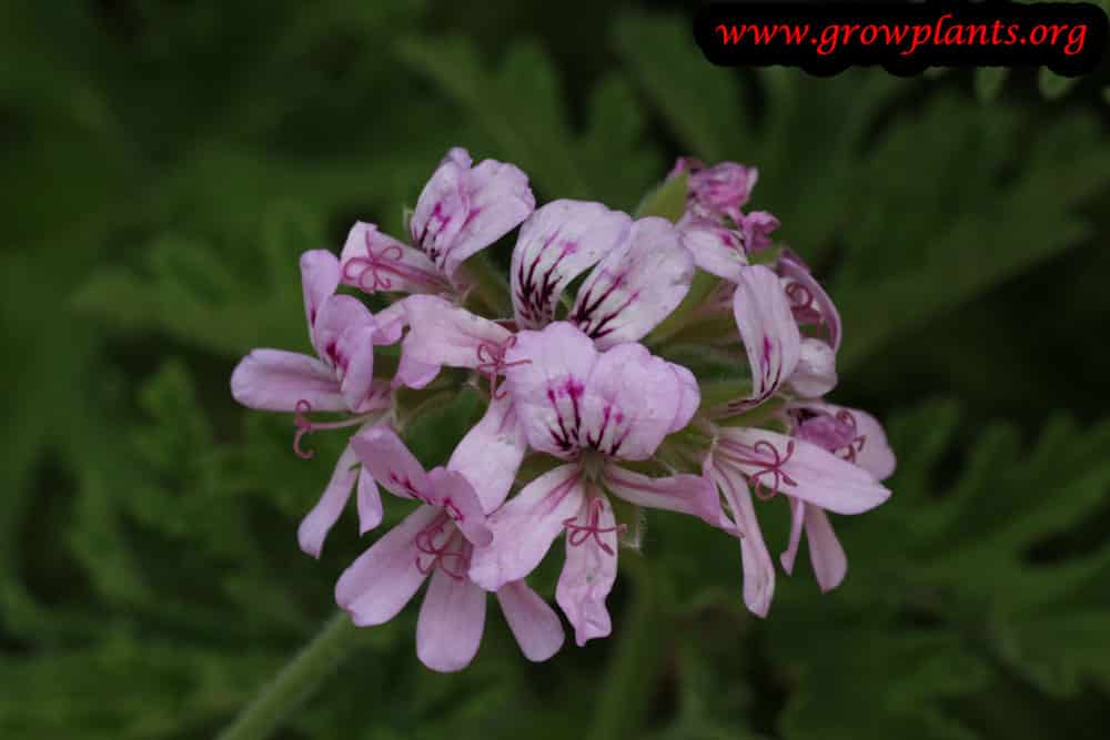 Pelargonium graveolens flower